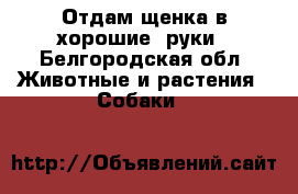 Отдам щенка в хорошие  руки - Белгородская обл. Животные и растения » Собаки   